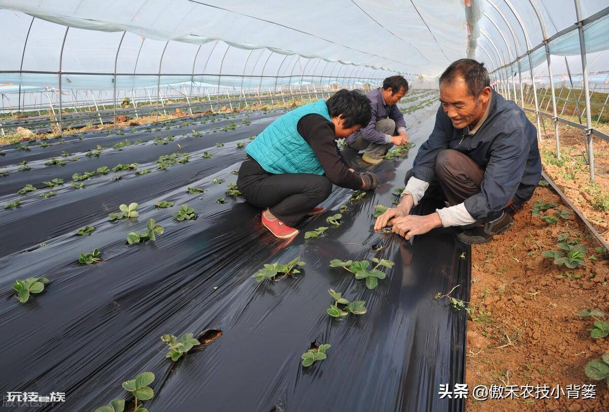 黑地膜和白地膜哪个效果好点(秋冬季节种植选择身颜色地膜)-图片8